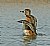 Ring- necked Duck (F)