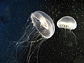 Picture Title - jellyfish