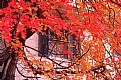 Picture Title - Red Maple & Window