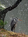 Picture Title - a lonely heron