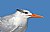 Royal Tern