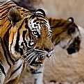 Picture Title - Tigers