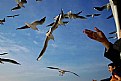Picture Title - seagulls and blue sky