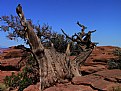 Picture Title - Canyonlands National Park