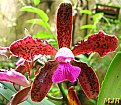 Picture Title - Orquídea III
