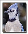Picture Title - Portrait of a Blue Jay