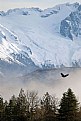 Picture Title - Lone Eagle Flying