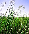 Picture Title - Tall Grass