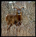 Picture Title - White Tail Buck