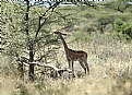 Picture Title - Snacking in the shade