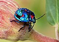 Picture Title - Harlequin Bug