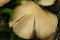 Picture Title - Mushroom