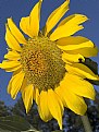 Picture Title - sunflower