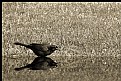 Picture Title - Wading Grackle