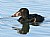 Surf Scoter