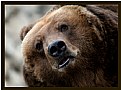 Picture Title - Brown bear /portrait/