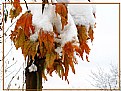 Picture Title - autumn to winter