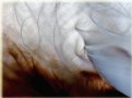 Picture Title - take wing