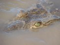 Picture Title - Croc