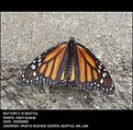 Picture Title - Cultured butterfly I