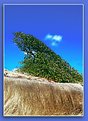 Picture Title - Windy tree