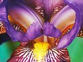 Picture Title - Anatomy of an Iris