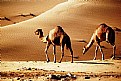 Picture Title - Camels