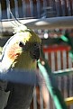 Picture Title - let me out