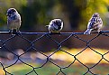Picture Title - Birds