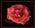 Picture Title - My Rose_2