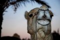 Picture Title - camel