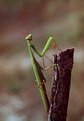 Picture Title - Praying mantis