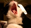 Picture Title - Singing Cat