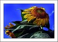 Picture Title - sunflower