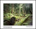 Picture Title - Old Growth Hemlock Forest - Cook Forest State Park, PA