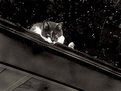 Picture Title - cat
