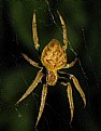 Picture Title - Golden Orb Spider