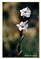Picture Title - -two-