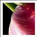 Picture Title - flora- closeup - 65