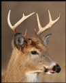 Picture Title - Eight Pointer