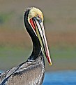 Picture Title - Methamorphosis of the Pelican