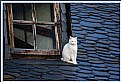 Picture Title - cat on roof