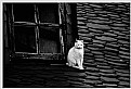 Picture Title - cat on roof