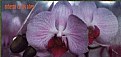Picture Title - phalaenopsis spp