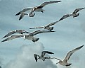 Picture Title - Gulls