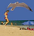 Picture Title - Girl, Gull, Beach  Umbrella