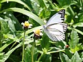 Picture Title - White butterfly