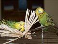 Picture Title - Let's Play