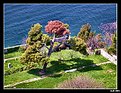 Picture Title - Tree & Sea