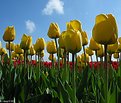 Picture Title - Tulip Field